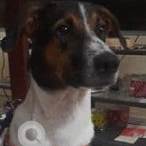 Missing: White-Brown Mix Male Indie Dog from Chettiyaragaram road, Porur-2