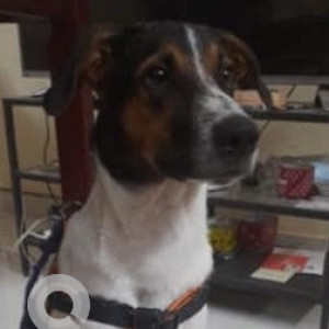 Missing: White-Brown Mix Male Indie Dog from Chettiaragaram, Porur-2