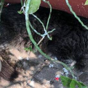 Found: Black Male Indie Cat from A-1 Bakery, opp. Apostolic Carmel Convent High School, Hill Road, Bandra (W)-3