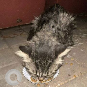 Found: Black Male Indie Cat from A-1 Bakery, opp. Apostolic Carmel Convent High School, Hill Road, Bandra (W)-2