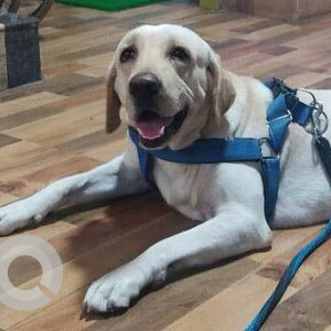 A White Labrador Dog Missing from Dighori, Nagpur