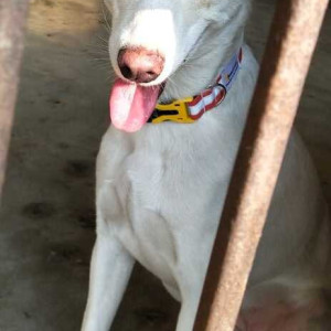 White Female Indie Dog is Missing from Sector 20 Indira Nagar