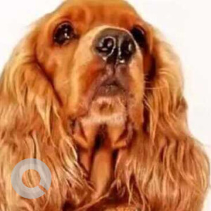 Missing: Brown Male Cocker Spaniel Dog from Kesari Poonam Park Vimmannagar