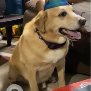 A Golden Labrador Retriever Dog Missing from Marathahalli, Bengaluru