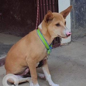Found: White-Brown Mix Male Indie Dog from Modern High School, Kahilipara