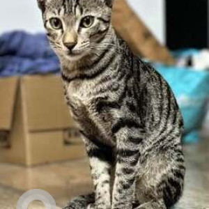 Missing: White and Grey Male Tabby Cat from Leela Pet Clinic, HSR