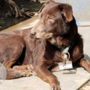 A Brown Indie Dog Missing from Mira Road East, Thane