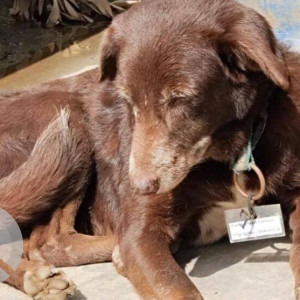 A Brown Indie Dog Missing from Mira Road East, Thane-2