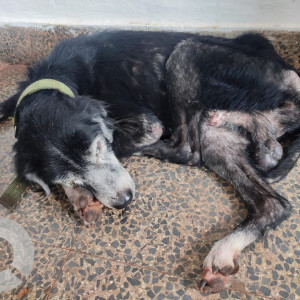 Found: Black and White Male Indie Dog from Alto Santacruz, Panjim, Goa-3