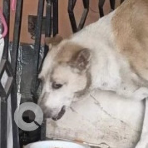 Missing: White Female Indie Dog from Rakhiyal Char Rasta