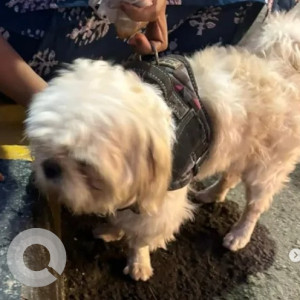 A White Shih Tzu Dog Found from J. P. Nagar, Bengaluru