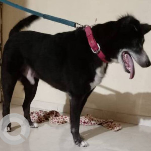 Missing: Black and White Male Indie Dog from Goregaon east-3