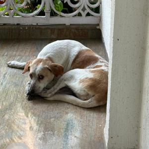 Found: White-Brown Mix Male Indie Dog from Dorabjee Paradise