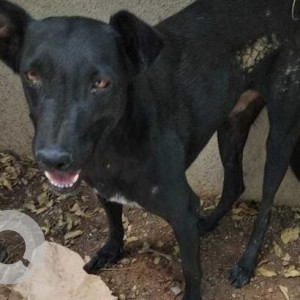 Found: Black Male Indie Dog from Raheja Vista society, NIBM-Mohammadwadi road