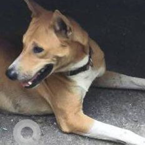 Found: Brown Not Available Indie Dog from Babhai, Lokmanya Tilak road, Borivali West-2