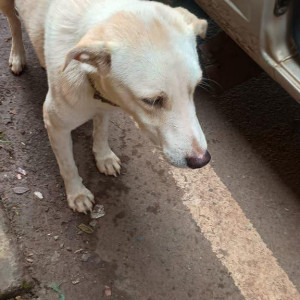 A White Labrador mix Dog Found from Aldona bastora junction near joy of circle