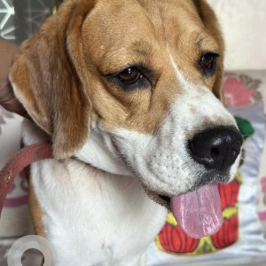 Found: White-Brown Mix Male Beagle Dog from RBI Layout Brigade Gardenia Park-2