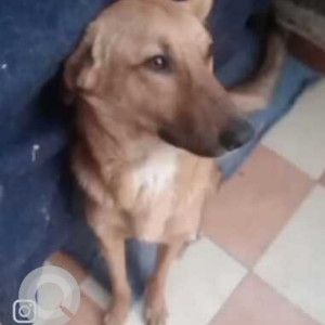 Missing: Brown Male Indie Dog from Chandigarh Housing Board Society, Sector 49D-2