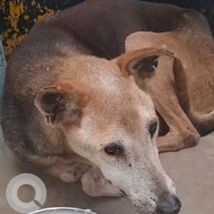 Missing: Brown Male Indie Dog from Cessna Lifeline Veterinary Hospital, Domlur