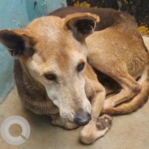 Missing: Brown Male Indie Dog from Cessna Lifeline Veterinary Hospital, Domlur-2