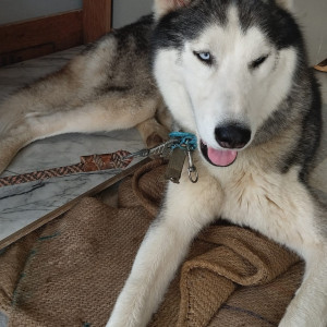 Found: Grey-White Mix Male Husky Dog from Banarghata road, gottikere lake