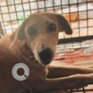 Missing: Brown Female Indie Dog from Gogol Area, Manovikas School-2