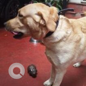Found: Golden Male Labrador Dog from SVK Layout, Kurubarahalli, Basaweshwarnagar-2