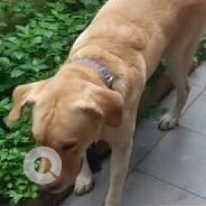 Found: Golden Male Labrador Dog from SVK Layout, Kurubarahalli, Basaweshwarnagar-3