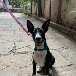 Found: Black and White Male Indie Dog from Kothrud Paranjpe school-3
