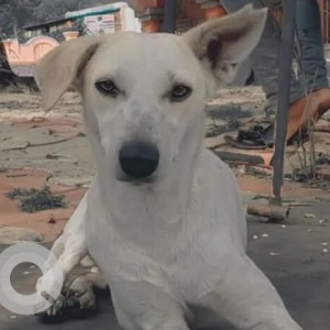White Female Indie Dog is Missing from Wakad Gaothan Service Road-2