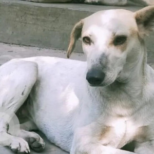 White Female Indie Dog is Missing from Wakad Gaothan Service Road-3