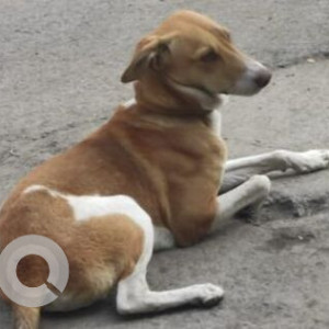 Missing: White-Brown Mix Male Indie Dog from NIBM Road, between Cloud 9 and Sunshree Kangan Society