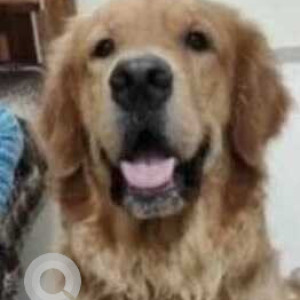 Missing: Brown Male Golden Retriever Dog from Ganga Nagar Bus Stop, Nigdi, Pune