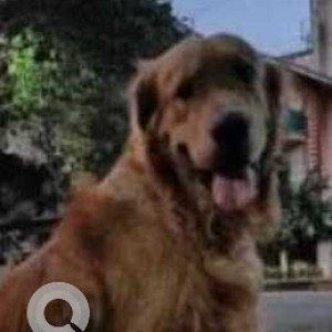 Missing: Brown Male Golden Retriever Dog from Ganga Nagar Bus Stop, Nigdi, Pune-2
