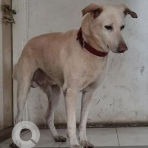 Missing: White Male Indie Dog from Pune Deccan Gymkhana