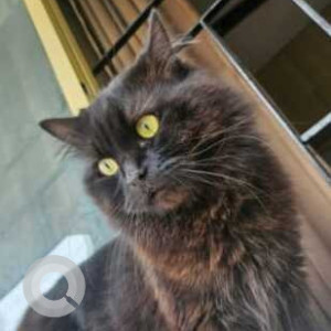 Missing: Black Male Persian Cat from HM Oakdale, ITI Colony, Benson Town, Bengaluru-2