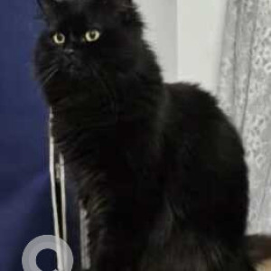 Missing: Black Male Persian Cat from HM Oakdale, ITI Colony, Benson Town, Bengaluru-3