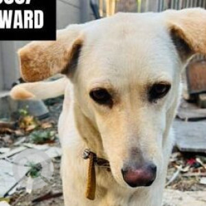 Missing: White Female Indie Dog from Eon Waterfront, phase 2 Kharadi, Riverside gate-3