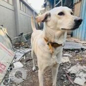 Missing: White Female Indie Dog from Eon Waterfront, phase 2 Kharadi, Riverside gate