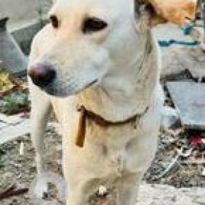 Missing: White Female Indie Dog from Eon Waterfront, phase 2 Kharadi, Riverside gate-2
