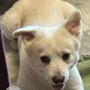 Missing: White Female German Spitz Dog from Brigade Parade Park, Maidan Park Street, Kolkata