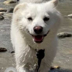 Missing: White Female German Spitz Dog from Brigade Parade Park, Maidan Park Street, Kolkata-2