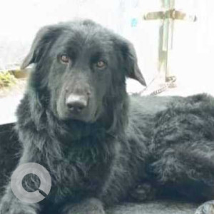 Missing: Black Male Golden Retriever Dog from Global Academy of Technology engineering college