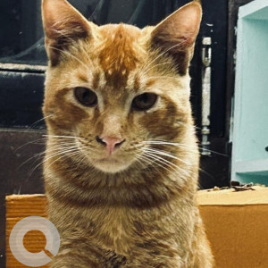 Missing: Black and Brown Male Indie Cat from Pamposh enclave GK1