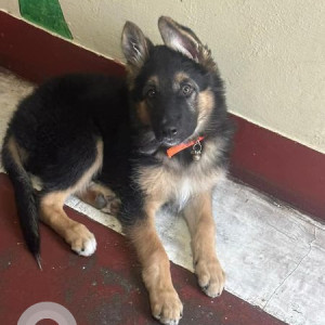 Missing: Black and Brown Male German Shepherd Dog from Kusum Khera ,Haldwani, Uttarakhand