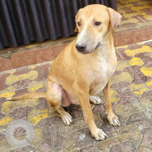 Brown Male Indie Dog is Found from Charkop, Kandivali