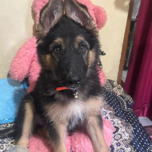 Missing: Black and Brown Male German Shepherd Dog from Kusum Khera ,Haldwani, Uttarakhand-2