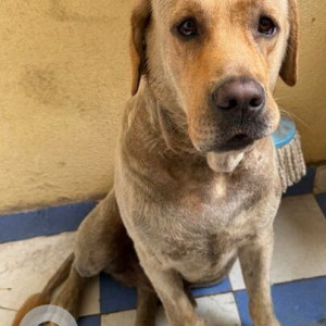A White-Brown Mix Labrador Dog Found from Deccan Bus Stop, Opposite R-Deccan Mall-3