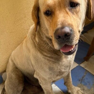 A White-Brown Mix Labrador Dog Found from Deccan Bus Stop, Opposite R-Deccan Mall-2