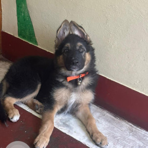 Missing: Black and Brown Male German Shepherd Dog from Kusum Khera ,Haldwani, Uttarakhand-3